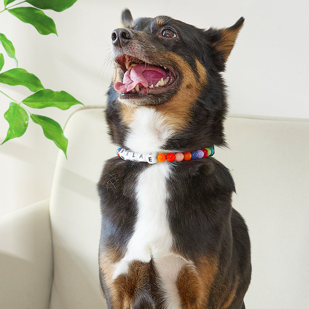 Colorful beaded dog collar with custom name tag from MadeMine, featuring multicolor beads on a durable adjustable collar.